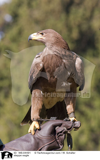 steppe eagle / WS-04491