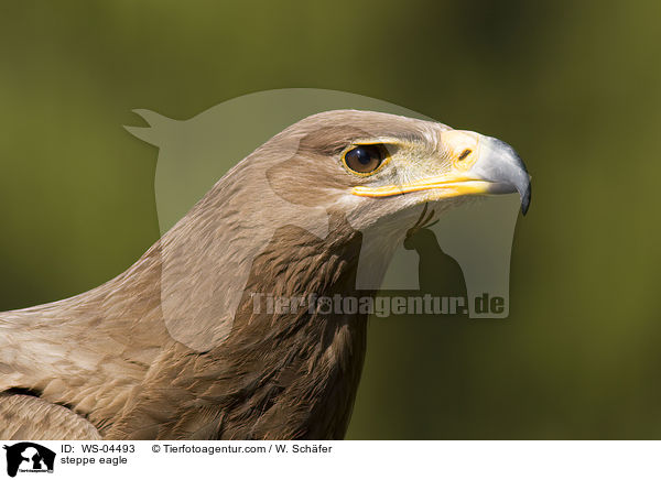 steppe eagle / WS-04493