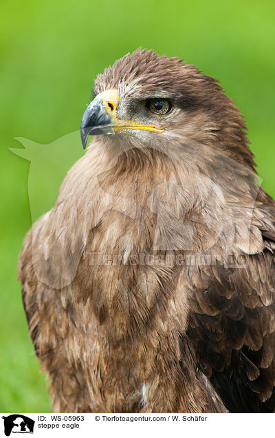 steppe eagle / WS-05963