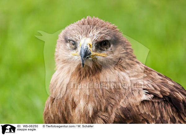 steppe eagle / WS-06250