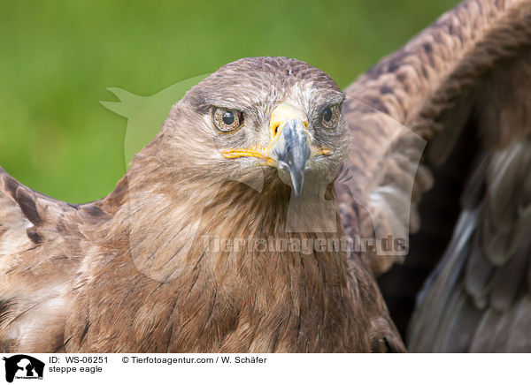 steppe eagle / WS-06251