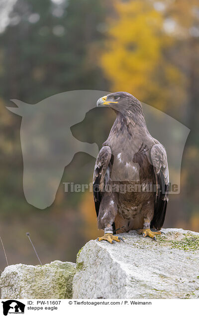 steppe eagle / PW-11607