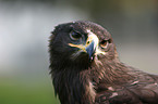 steppe eagle