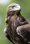 steppe eagle portrait