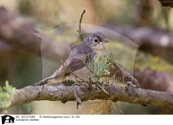 subalpine warbler / SO-01589