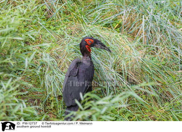southern ground hornbill / PW-12737
