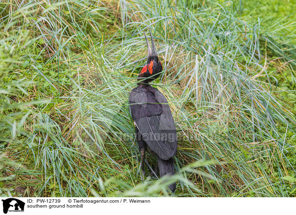 southern ground hornbill / PW-12739
