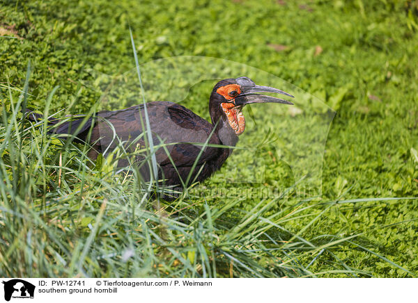 southern ground hornbill / PW-12741