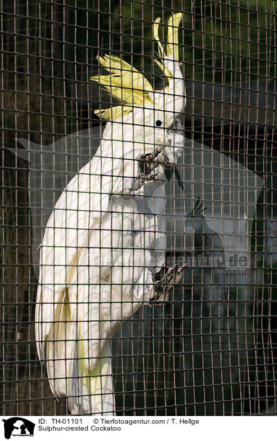 Sulphur-crested Cockatoo / TH-01101