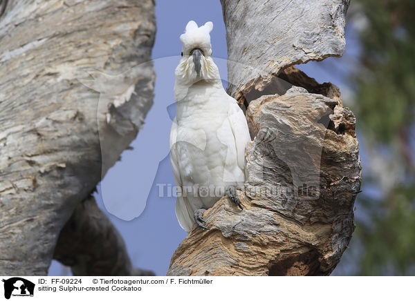 sitting Sulphur-crested Cockatoo / FF-09224