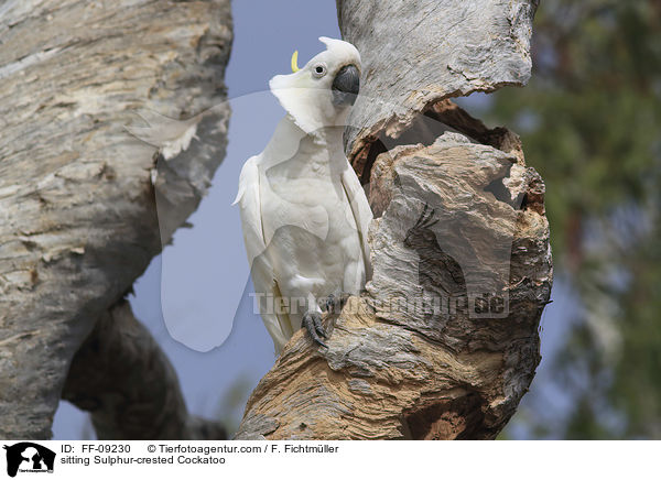 sitting Sulphur-crested Cockatoo / FF-09230
