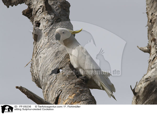 sitting Sulphur-crested Cockatoo / FF-09236