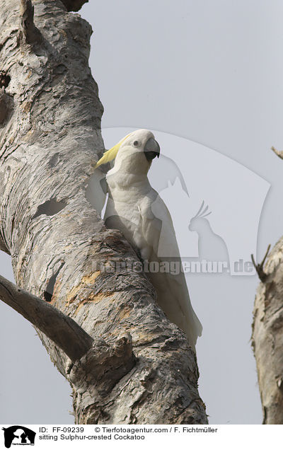 sitting Sulphur-crested Cockatoo / FF-09239