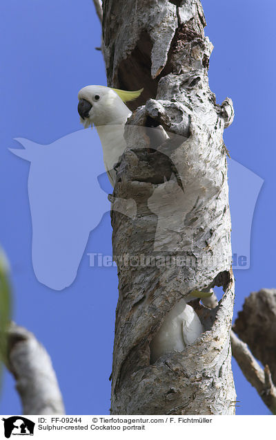 Sulphur-crested Cockatoo portrait / FF-09244