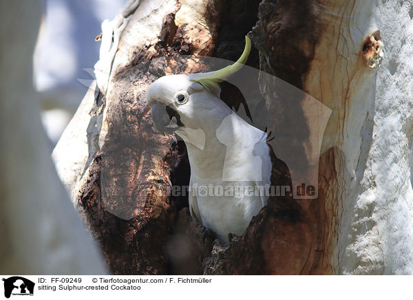 sitting Sulphur-crested Cockatoo / FF-09249