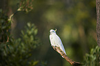 sulphur-crested cockatoo