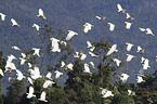 flying Sulphur-crested Cockatoos