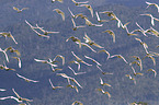 flying Sulphur-crested Cockatoos