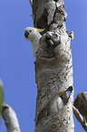 Sulphur-crested Cockatoo portrait