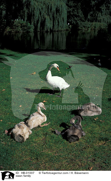swan family / HB-01007