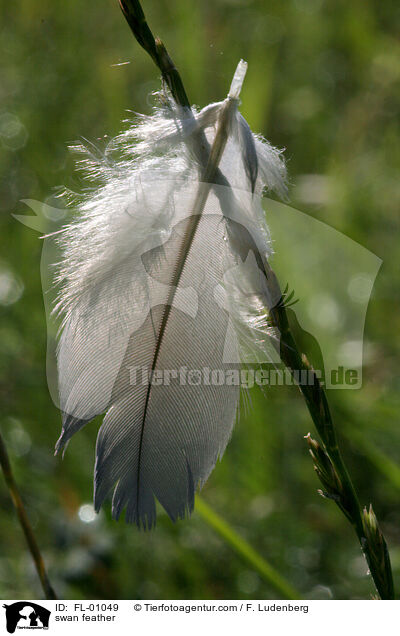 swan feather / FL-01049