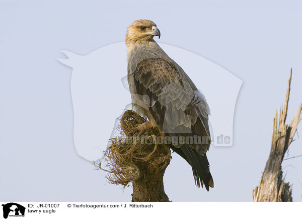Raubadler / tawny eagle / JR-01007