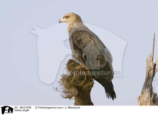 tawny eagle / JR-01008