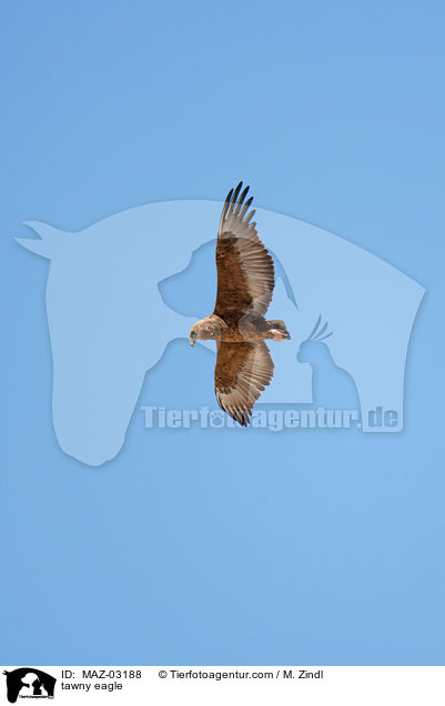 tawny eagle / MAZ-03188
