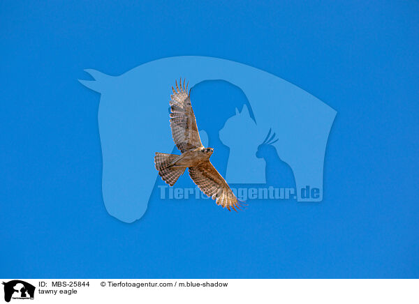 tawny eagle / MBS-25844
