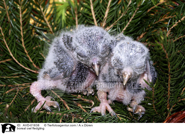 boreal owl fledgling / AVD-01838