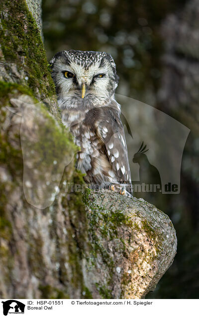 Boreal Owl / HSP-01551