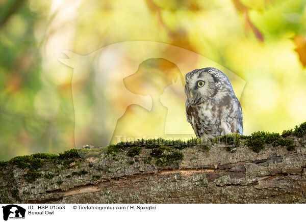 Boreal Owl / HSP-01553