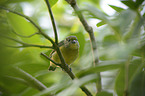 thick-billed euphonia