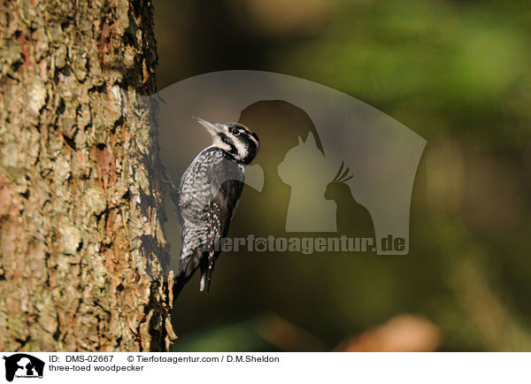 three-toed woodpecker / DMS-02667