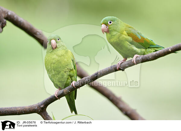 Tovi parakeets / JR-05676