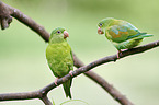 Tovi parakeets