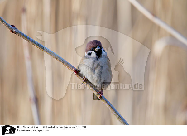 Eurasian tree sparrow / SO-02664