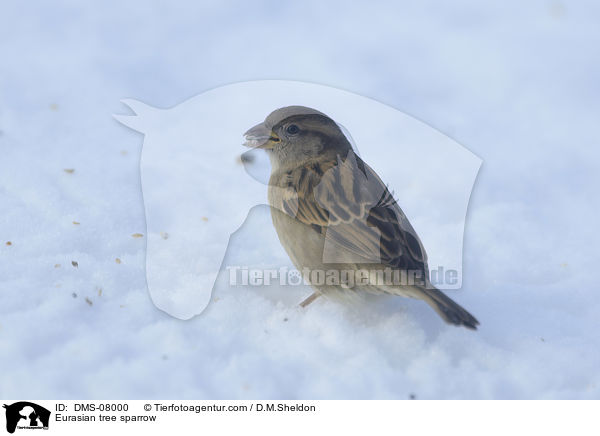 Eurasian tree sparrow / DMS-08000