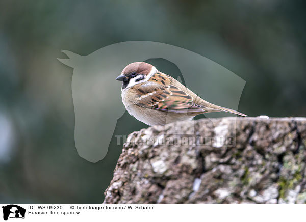 Eurasian tree sparrow / WS-09230