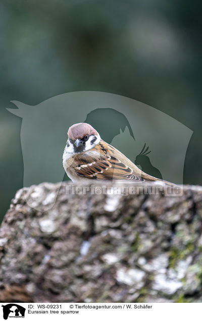 Eurasian tree sparrow / WS-09231