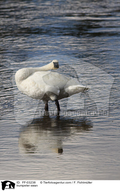 trumpeter swan / FF-03238