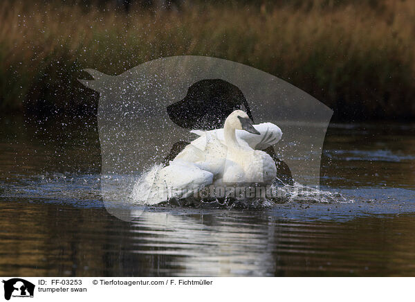 trumpeter swan / FF-03253