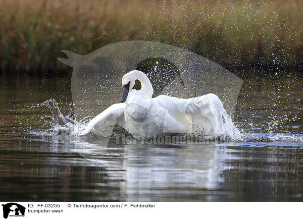 trumpeter swan / FF-03255