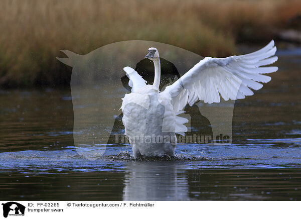trumpeter swan / FF-03265