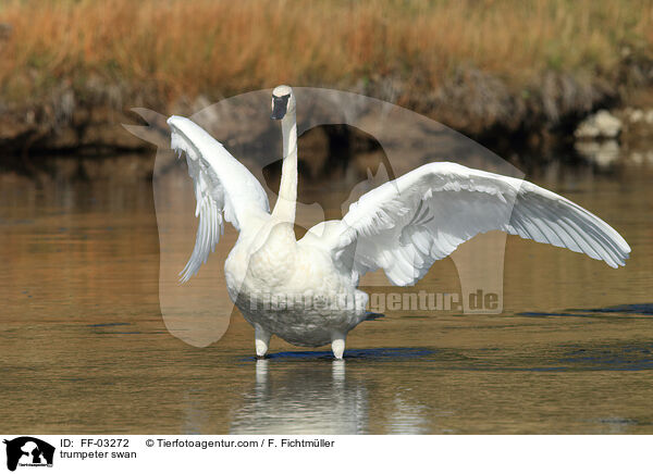 trumpeter swan / FF-03272