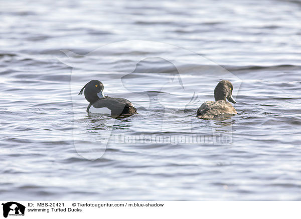 swimming Tufted Ducks / MBS-20421