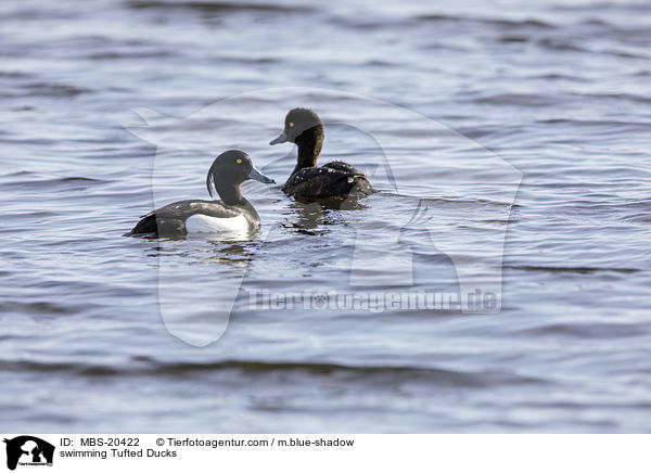 swimming Tufted Ducks / MBS-20422