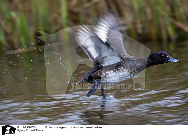 flying Tufted Duck / MBS-20503