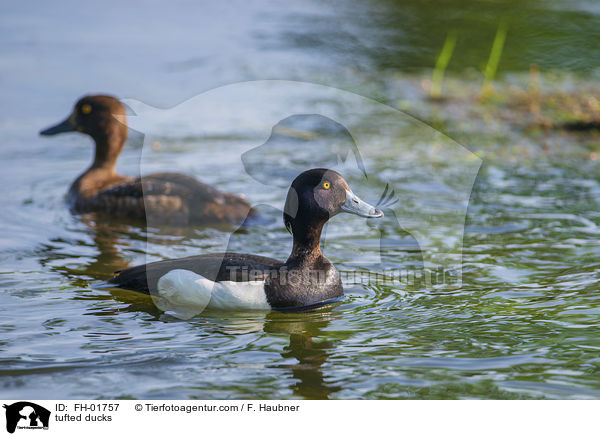 tufted ducks / FH-01757