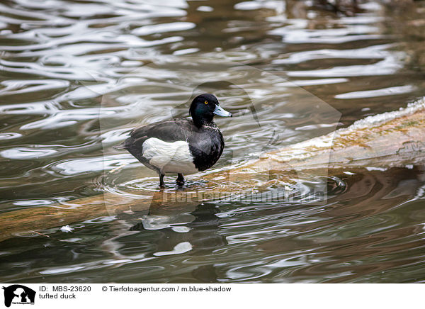 tufted duck / MBS-23620